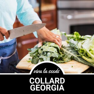 May include: A person is chopping collard greens on a wooden cutting board. The greens are a vibrant green color and the cutting board is light brown. The text "viva la seeds" and "COLLARD GEORGIA" is visible in the image.