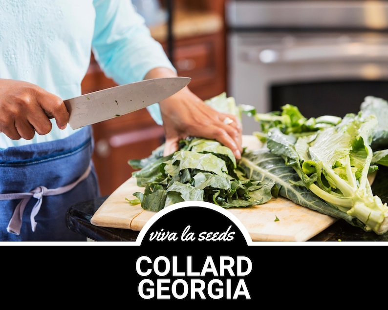 May include: A person is chopping collard greens on a wooden cutting board. The greens are a vibrant green color and the cutting board is light brown. The text "viva la seeds" and "COLLARD GEORGIA" is visible in the image.