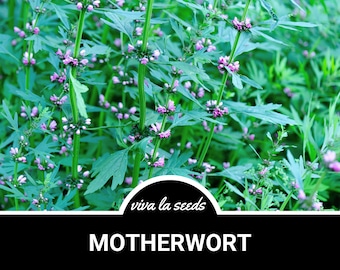 Motherwort | 50 Seeds | Medicinal | Culinary Herb | Non GMO | Leonurus cardiaca
