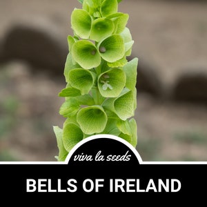 May include: A close-up of a green Bells of Ireland plant with the text "viva la seeds" and "BELLS OF IRELAND" below the plant.