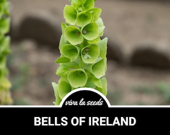 Bells of Ireland | 100 Seeds |  Molucella laevis