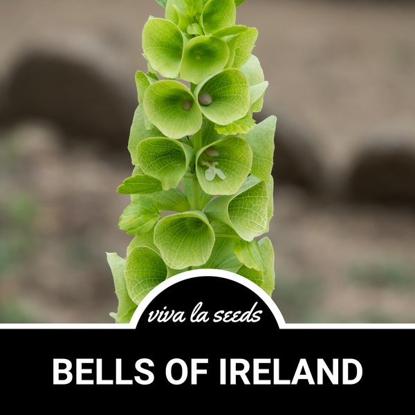Bells of Ireland | 100 Seeds |  Molucella laevis