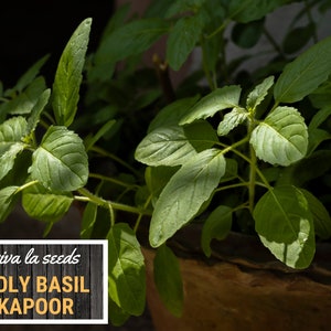 K&ouml;nnte beinhalten: Nahaufnahme einer Topfpflanze mit heiligem Basilikum, auch bekannt als Tulasi, mit gr&uuml;nen Bl&auml;ttern. Die Pflanze steht in einem Terrakotta-Topf und der Text "viva la seeds HOLY BASIL KAPOOR" befindet sich auf einem Holzschild.