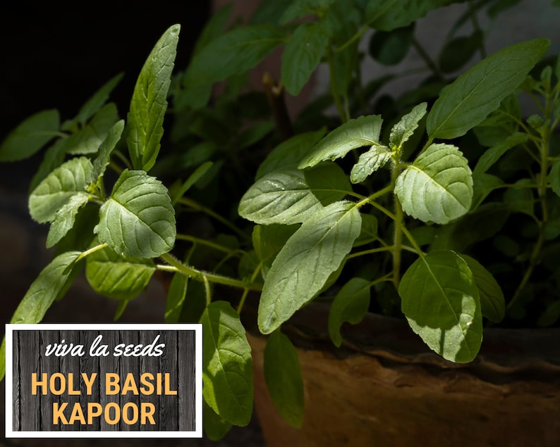 K&ouml;nnte beinhalten: Nahaufnahme einer Topfpflanze mit heiligem Basilikum, auch bekannt als Tulasi, mit gr&uuml;nen Bl&auml;ttern. Die Pflanze steht in einem Terrakotta-Topf und der Text "viva la seeds HOLY BASIL KAPOOR" befindet sich auf einem Holzschild.