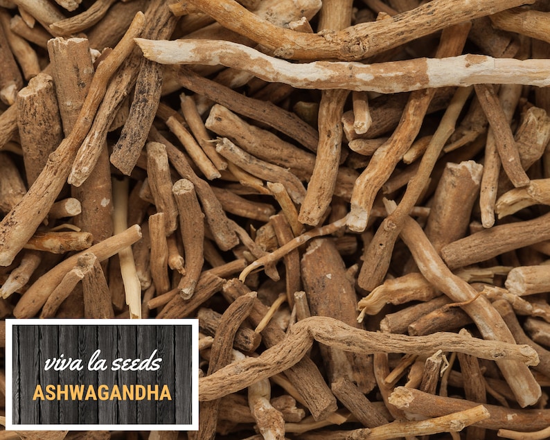 K&ouml;nnte beinhalten: Nahaufnahme von getrockneten braunen und beigefarbenen Ashwagandha-Wurzelst&uuml;cken. Das Bild enth&auml;lt den Text "viva la seeds ASHWAGANDHA".