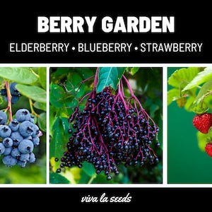 Berry Seed Collection | Elderberry, Blueberry, Strawberry | Heirloom | Non-GMO