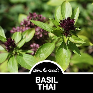 Basil, Thai (Siam Queen) | 250 Seeds | Medicinal & Culinary Herb | Non GMO | Ocimum basilicum