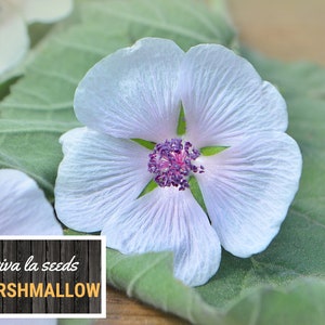 May include: A close-up of a pale lavender marshmallow flower with a pink center. The flower is resting on a green leaf. The text "viva la seeds MARSHMALLOW" is visible in the lower left corner of the image.
