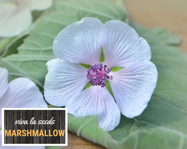May include: A close-up of a pale lavender marshmallow flower with a pink center. The flower is resting on a green leaf. The text "viva la seeds MARSHMALLOW" is visible in the lower left corner of the image.
