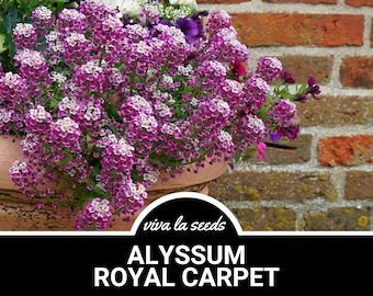 Alyssum, Royal Carpet | 100 Seeds | Heirloom Flower | Royal Purple Blooms | Deer Resistant | Lobularia maritima