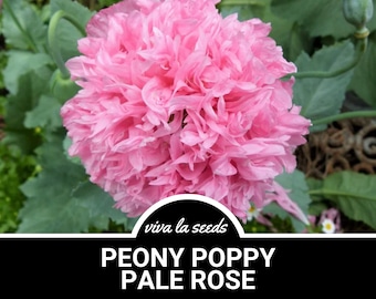 Peony Poppy, Pale Rose | 100 Seeds | Heirloom Flower | Double Pink Rose Blooms | Ruffled Flowers | Papaver paeoniflorum