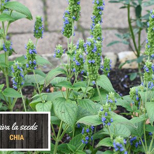 May include: Close-up of a chia plant with blue flowers and green leaves. The plant is growing in a garden setting. The text "viva la seeds CHIA" is visible in the lower left corner of the image.