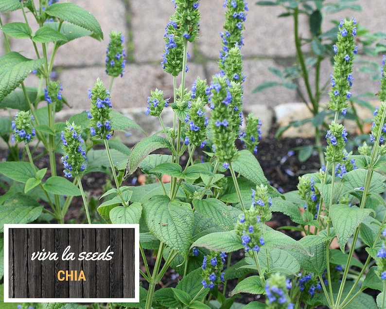 May include: Close-up of a chia plant with blue flowers and green leaves. The plant is growing in a garden setting. The text "viva la seeds CHIA" is visible in the lower left corner of the image.