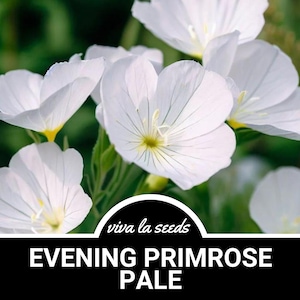 Evening Primrose, Pale | 100 Seeds | Heirloom | Oenothera pallida