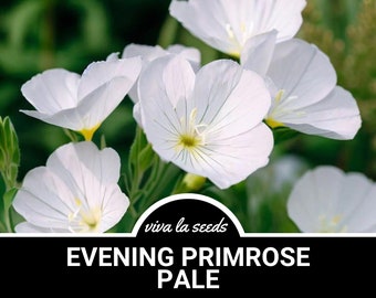 Evening Primrose, Pale | 100 Seeds | Heirloom | Oenothera pallida