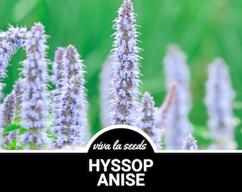 May include: A close-up of a field of purple and white hyssop anise flowers. The flowers are in bloom and the background is a blur of green. The text "viva la seeds" and "Hyssop Anise" is visible in the image.