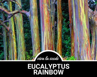 Eucalyptus, Rainbow Gum Tree | 100 Seeds | Medicinal | Easy to Grow | Non GMO | Eucalyptus deglupta