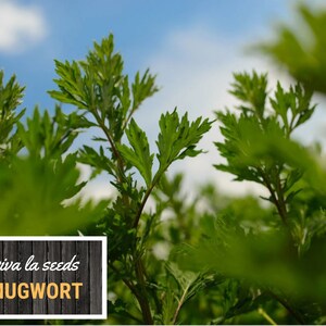 May include: Close-up of green mugwort leaves against a blue sky. The text "viva la seeds MUGWORT" is on a wooden background.