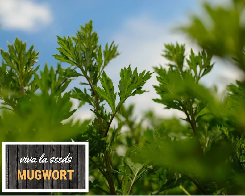 May include: Close-up of green mugwort leaves against a blue sky. The text "viva la seeds MUGWORT" is on a wooden background.