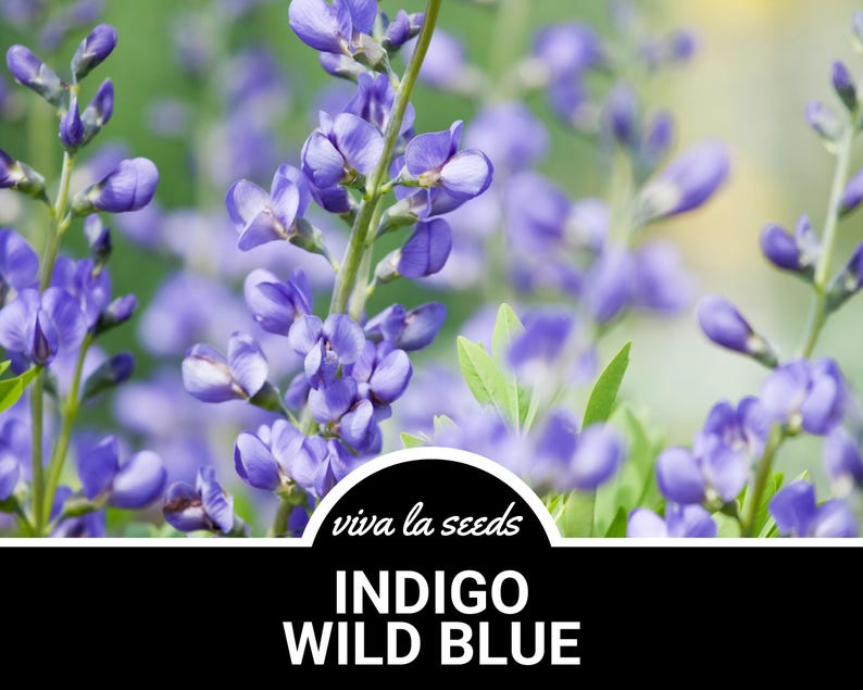 Indigo Clusters Indigo, Wild Blue | 35 Seeds | Heirloom Flower | Used in Creating Dyes ...