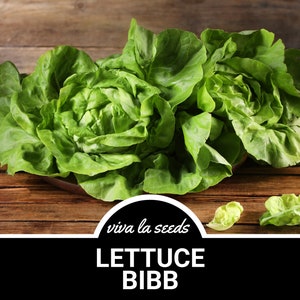 Lettuce, Bibb | 500 Seeds |  Heirloom | Non-GMO | Lactuca sativa