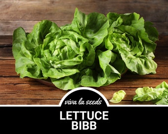 May include: A close-up of a bunch of fresh green Bibb lettuce on a wooden surface. The lettuce is arranged in a loose pile, with the leaves overlapping. The text "viva la seeds LETTUCE BIBB" is visible at the bottom of the image.