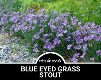 Blue Eyed Grass, Stout | 50 Seeds | Heirloom Ornamental Grass | Blue Blooms | Sisyrinchium angustifolium