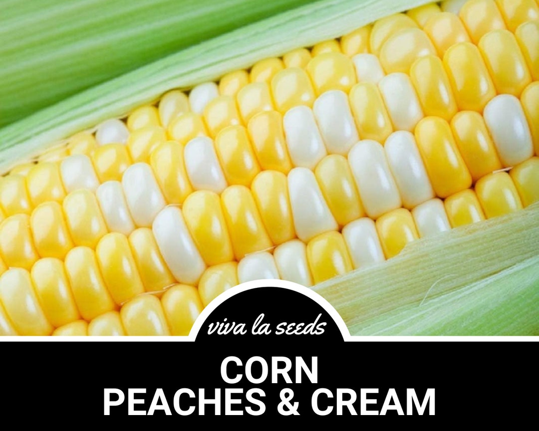 Corn, Peaches & Cream 60 Seeds Hybrid Nongmo Zea Mays Etsy