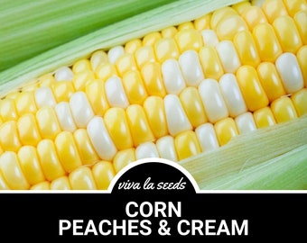 Corn, Peaches & Cream | 30 Seeds | Hybrid | Non-GMO | Zea mays