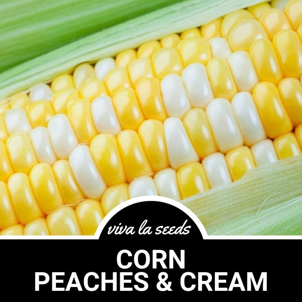 Peaches and Cream Etsy