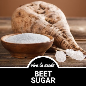 May include: A close-up of a beet root, a bowl of white beet sugar, and two sugar crystals on sticks. The text "viva la seeds" and "BEET SUGAR" is displayed on a black background.