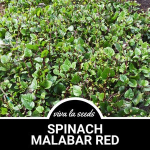 Puede incluir: Primer plano de una planta de espinacas verde exuberante con tallos rojos. La planta est&aacute; creciendo en un lecho de jard&iacute;n y tiene un color verde vibrante. El texto "viva la seeds" y "SPINACH MALABAR RED" es visible en la imagen.