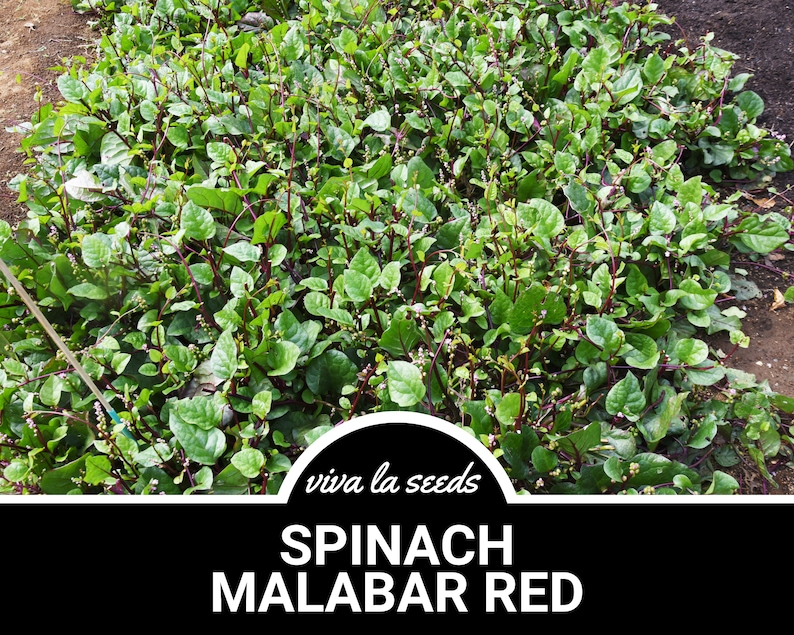 Puede incluir: Primer plano de una planta de espinacas verde exuberante con tallos rojos. La planta est&aacute; creciendo en un lecho de jard&iacute;n y tiene un color verde vibrante. El texto "viva la seeds" y "SPINACH MALABAR RED" es visible en la imagen.