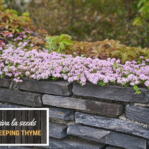 May include: Pink creeping thyme flowers growing on a stone wall. The wall is made of dark gray slate stones. The text "viva la seeds CREEPING THYME" is on a wooden sign in the lower left corner of the image.