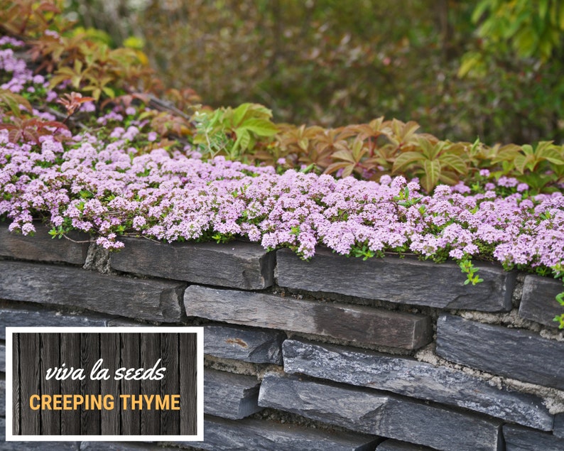 May include: Pink creeping thyme flowers growing on a stone wall. The wall is made of dark gray slate stones. The text "viva la seeds CREEPING THYME" is on a wooden sign in the lower left corner of the image.