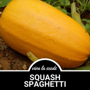 Squash, Spaghetti | 20 Seeds | Winter Squash | Heirloom | Non-GMO | Cucurbita pepo