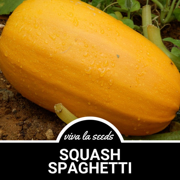 Squash, Spaghetti | 20 Seeds | Winter Squash | Heirloom | Non-GMO | Cucurbita pepo