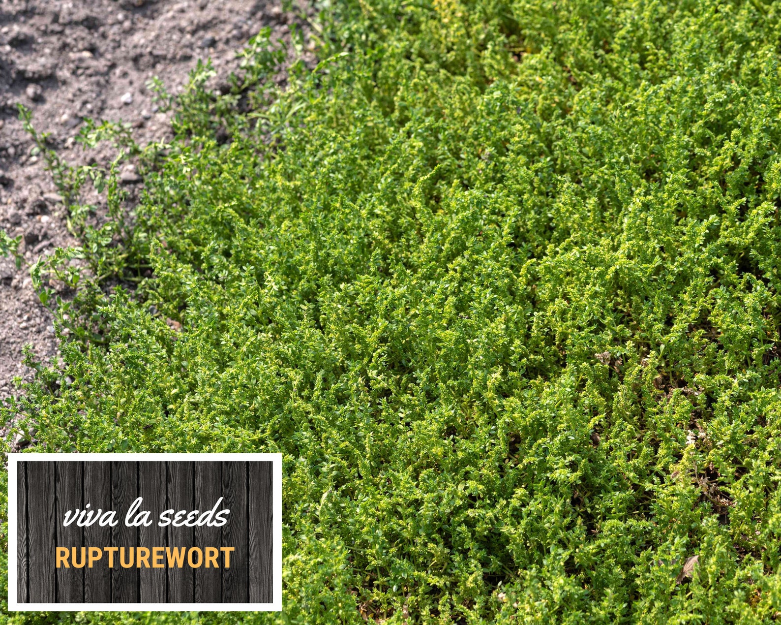Rupturewort green Carpet 100 Seeds Medicinal Edible Ground Cover Non