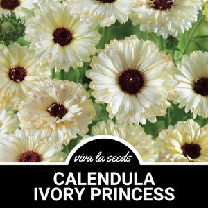 Calendula, Ivory Princess  | 50 Seeds | Heirloom Herb | Medicinal Perennial Plant | Non-GMO | Calendula officinalis