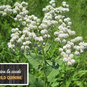 May include: A close-up of white wild quinine flowers in bloom. The flowers are clustered together on a green stem. The text "viva la seeds WILD QUININE" is visible in the lower left corner of the image.