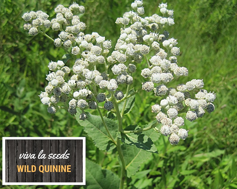 May include: A close-up of white wild quinine flowers in bloom. The flowers are clustered together on a green stem. The text "viva la seeds WILD QUININE" is visible in the lower left corner of the image.