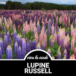 Lupine, Russell | 50 Seeds | Heirloom | Non-GMO | Lupinus polyphyllus