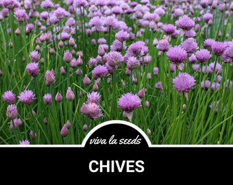 Chives | 100 Seeds | Medicinal | Culinary Herb | Heirloom | Non GMO | Allium schoenoprasum