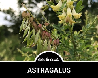 50 Semi Di Astragalo (Astragalus Membranaceus) – Semi Freschi Per Pianta Medicinale Huang-Qi, Da Coltivare In Casa O Giardino