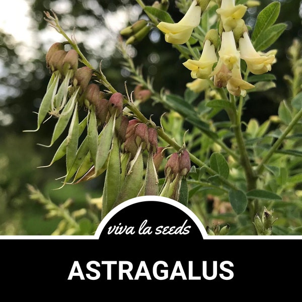 Astragalus (Milk Vetch / Huang Qi) | Heirloom | 25 Seeds | Medicinal Herb | Non GMO | Astragalus membranaceus