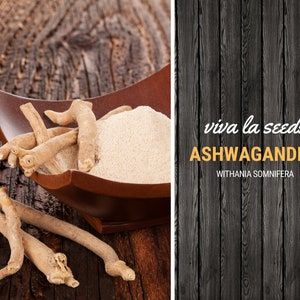 K&ouml;nnte beinhalten: Eine Holzschale gef&uuml;llt mit hellbraunem Ashwagandha-Wurzelpulver und ein paar Ashwagandha-Wurzeln. Die Schale steht auf einer Holzoberfl&auml;che. Der Text "viva la seeds ASHWAGANDHA WITHANIA SOMNIFERA" befindet sich auf einem schwarzen Holzgrund.