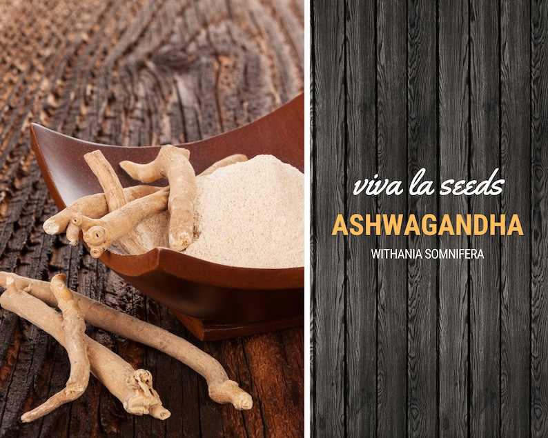 K&ouml;nnte beinhalten: Eine Holzschale gef&uuml;llt mit hellbraunem Ashwagandha-Wurzelpulver und ein paar Ashwagandha-Wurzeln. Die Schale steht auf einer Holzoberfl&auml;che. Der Text "viva la seeds ASHWAGANDHA WITHANIA SOMNIFERA" befindet sich auf einem schwarzen Holzgrund.