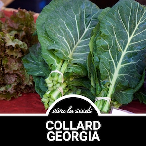 May include: A bunch of fresh green collard greens with the text "viva la seeds COLLARD GEORGIA" on a black background.