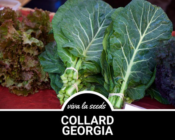 Collard Greens, Georgia | 100 Seeds | Heirloom Vegetable | Open Pollinated | Non-GMO | Brassica oleracea