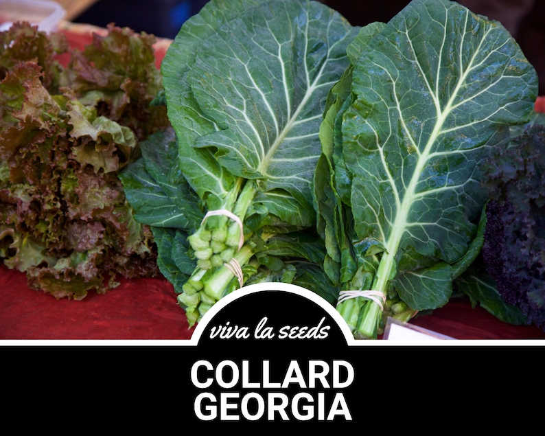 May include: A bunch of fresh green collard greens with the text "viva la seeds COLLARD GEORGIA" on a black background.